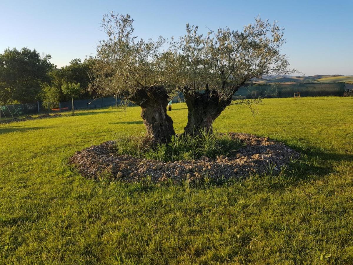 Fattoria Country Village Montecarotto Dış mekan fotoğraf