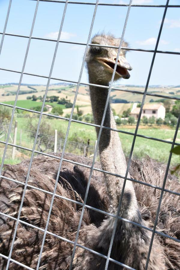 Fattoria Country Village Montecarotto Dış mekan fotoğraf